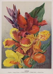 Cannas
